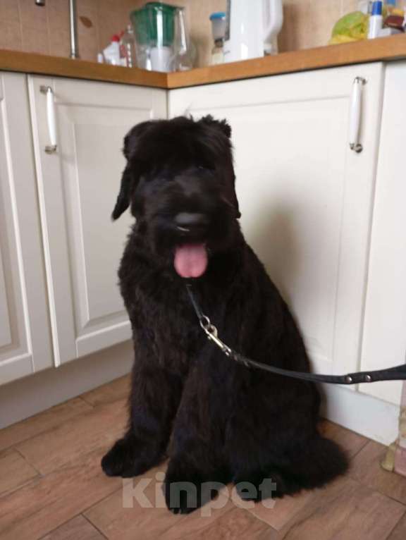 Собаки в Москве: Щенок русского черного терьера Девочка, Бесплатно - фото 7