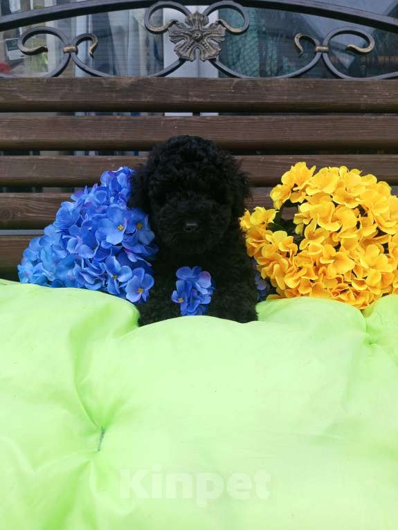 Собаки в Москве: Мальчик той пуделя Мальчик, 40 000 руб. - фото 1