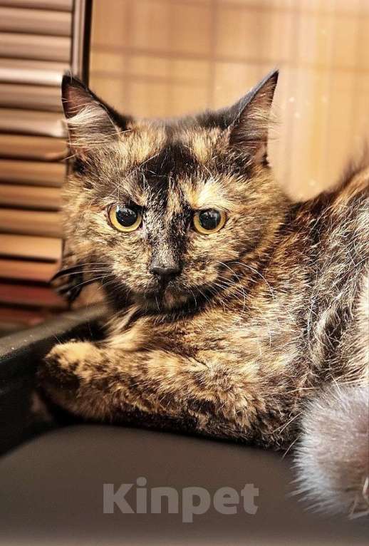 Кошки в Санкт-Петербурге: Кошечка Арина Девочка, 100 руб. - фото 1