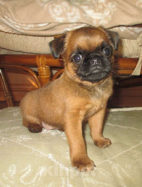 Собаки в Пскове: Девочка пти брабансон Девочка, 55 000 руб. - фото 4