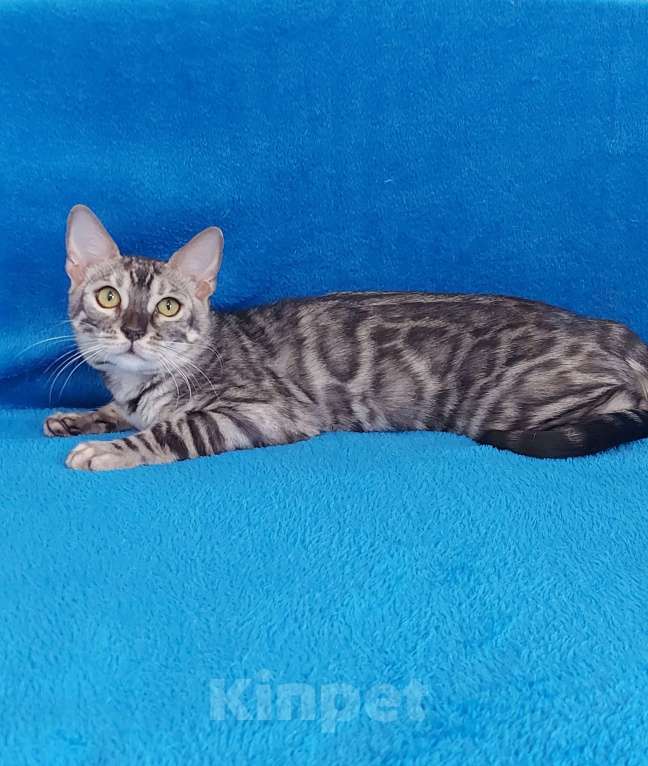 Кошки в Москве: Бенгальский кот Мальчик, Бесплатно - фото 5