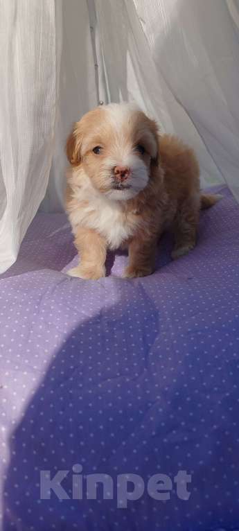 Собаки в Москве: Девочка мальтипу стандарт Девочка, 140 000 руб. - фото 2