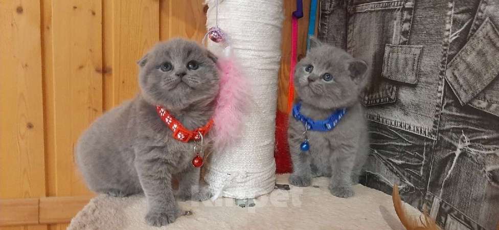 Кошки в Коломне: Полидактильные шотландцы из Канады! Мальчик, 40 000 руб. - фото 4