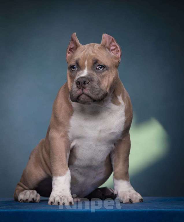 Собаки в Донецке: Бронирование щенков американский булли Мальчик, Бесплатно - фото 5