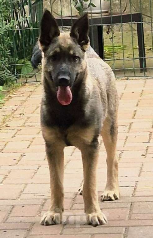 Собаки в Москве: Щенок Тайсон Мальчик, Бесплатно - фото 1