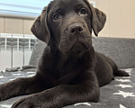 Собаки в других городах Московской области: Чудесная девочка Лабрадора Девочка, 80 000 руб. - фото 2
