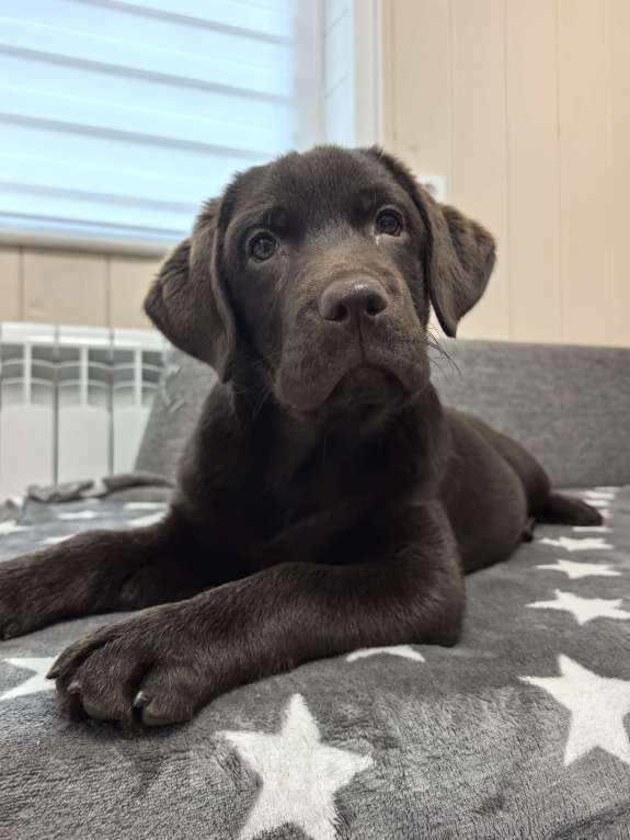 Собаки в других городах Московской области: Чудесная девочка Лабрадора Девочка, 80 000 руб. - фото 2