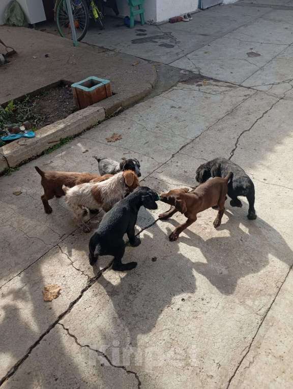 Собаки в других городах Крыма: Щенок Мальчик, 2 000 руб. - фото 7