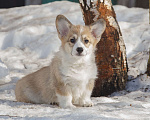 Собаки в Белоозёрском: Вельш корги пемброка щенок Мальчик, 100 000 руб. - фото 1