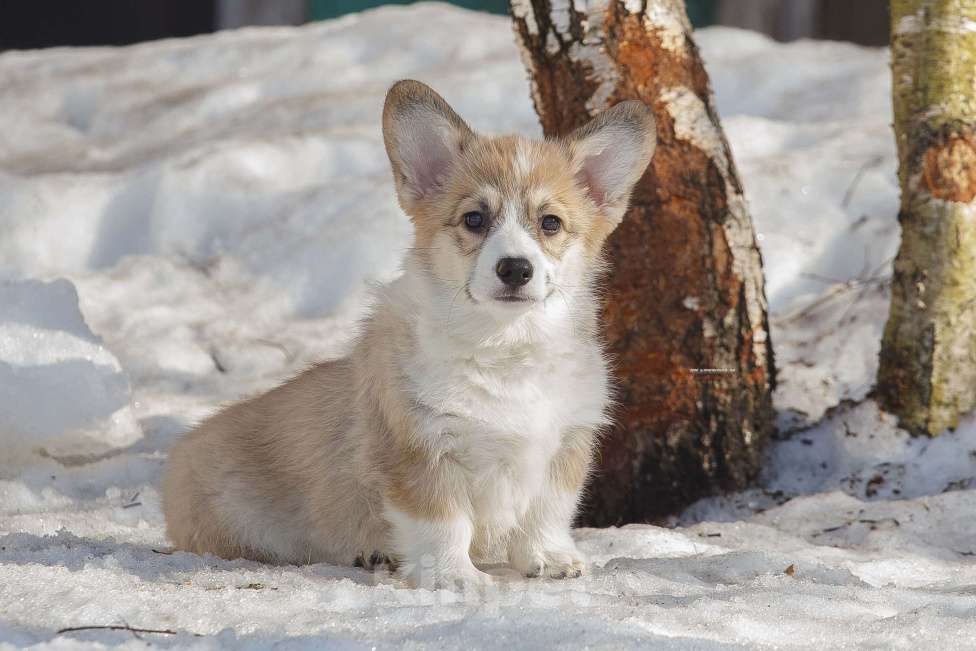 Собаки в Белоозёрском: Вельш корги пемброка щенок Мальчик, 100 000 руб. - фото 1