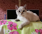 Кошки в Балашихе: Британские котята  Девочка, 10 000 руб. - фото 1