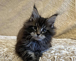 Кошки в Ливны: Котята Мейн Кун из питомника, 40 000 руб. - фото 7