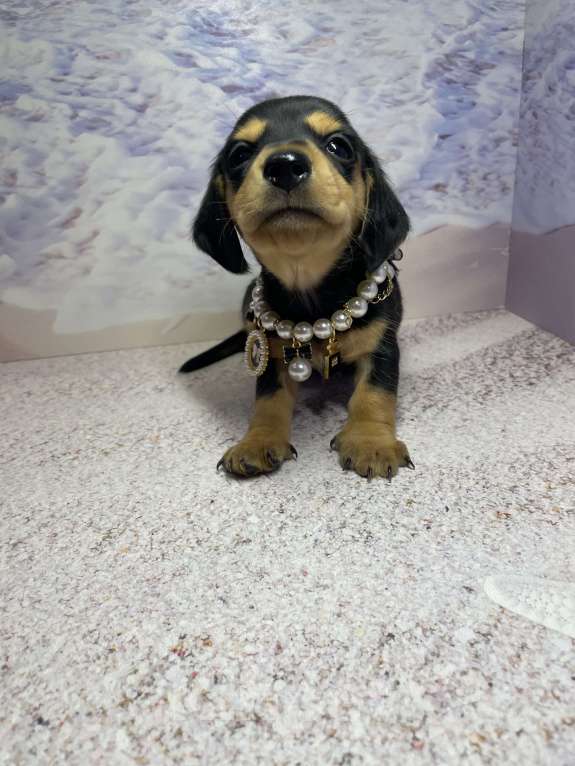 Собаки в Москве: Такса мини мальчик клубный Мальчик, 45 000 руб. - фото 2