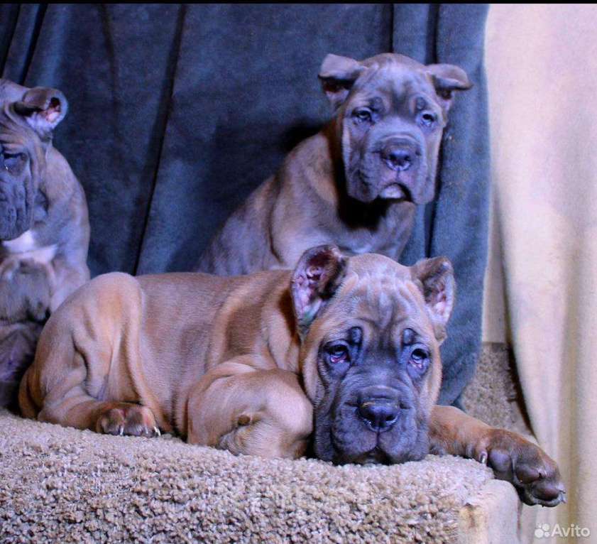 Собаки в других городах Ярославской области: Корсята Девочка, 80 000 руб. - фото 1