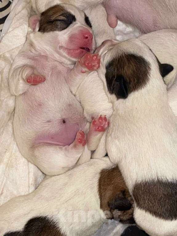 Собаки в Омске: щенки джек-рассел терьер с документами Девочка, 37 000 руб. - фото 3