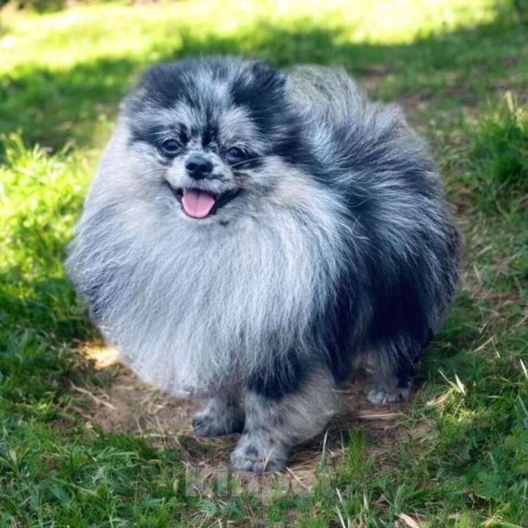 Собаки в Перми: Померанский шпиц от чемпиона с документами  Мальчик, 40 000 руб. - фото 10