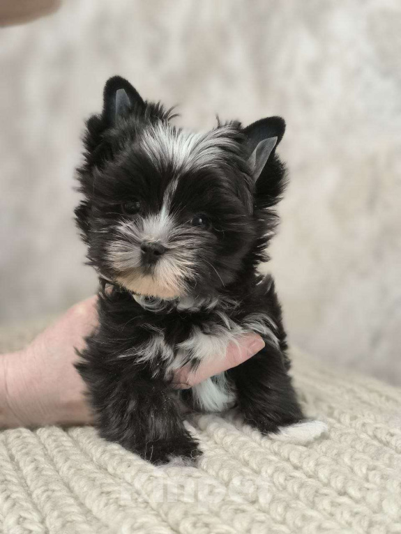 Собаки в Москве: Цветные йорки Мальчик, 66 000 руб. - фото 3