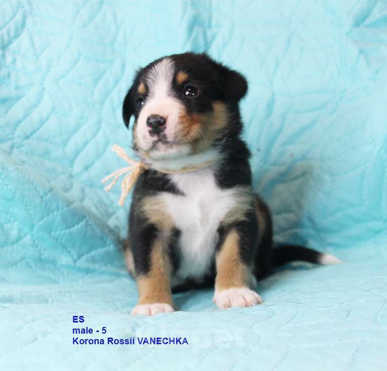 Собаки в Москве: энтлебухер зенненхунд щенки Мальчик, 100 000 руб. - фото 1