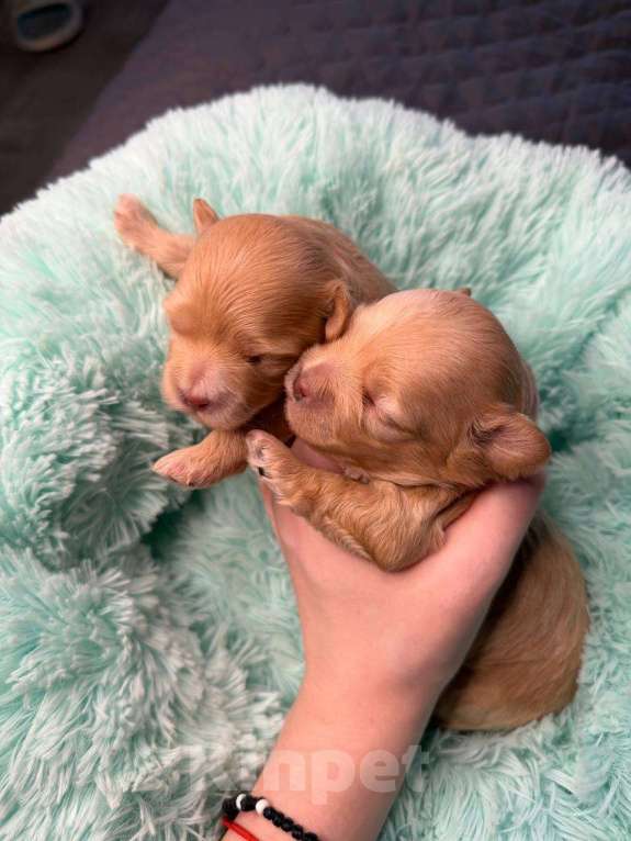 Собаки в Москве: Девочки мальтипу Девочка, Бесплатно - фото 3