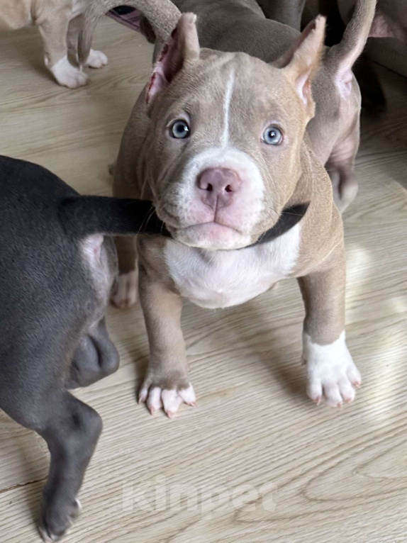 Собаки в Лыткарино: Прекрасный красивый мальчик 2,5 мес Американский Булли Мальчик, 150 000 руб. - фото 3