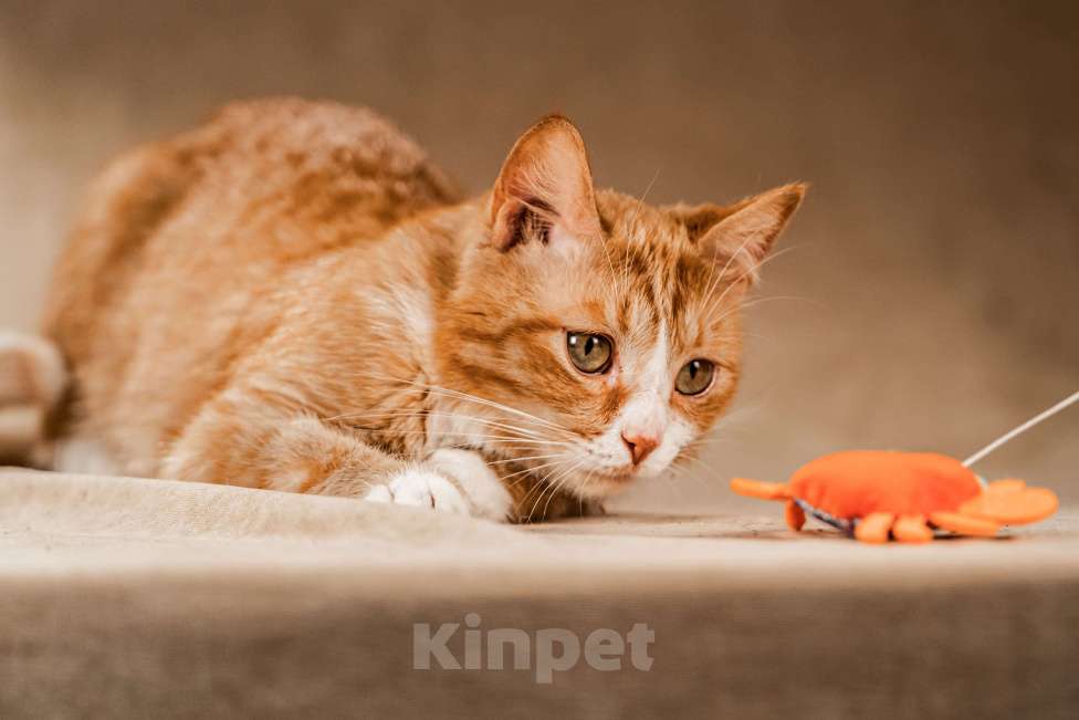 Кошки в Клине: Базилио — ласковый и скромный котик Мальчик, Бесплатно - фото 1