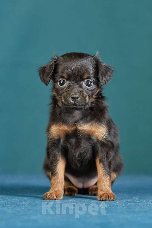 Собаки в Вологде: Русский той Девочка, Бесплатно - фото 4