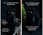 Кошки в Москве: Активные бесстрашные черные котята-мальчики в добрые руки Мальчик, 10 руб. - фото 1