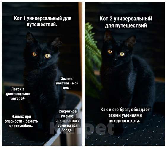 Кошки в Москве: Активные бесстрашные черные котята-мальчики в добрые руки Мальчик, 10 руб. - фото 1