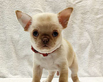 Собаки в Москве: Чихуахуа. Мальчик №1 Мальчик, 50 000 руб. - фото 6