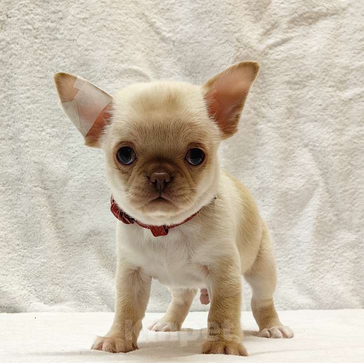 Собаки в Москве: Чихуахуа. Мальчик №1 Мальчик, 50 000 руб. - фото 6