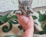 Кошки в Новосибирске: Отдам котят в добрые руки Разнополые, Бесплатно - фото 4