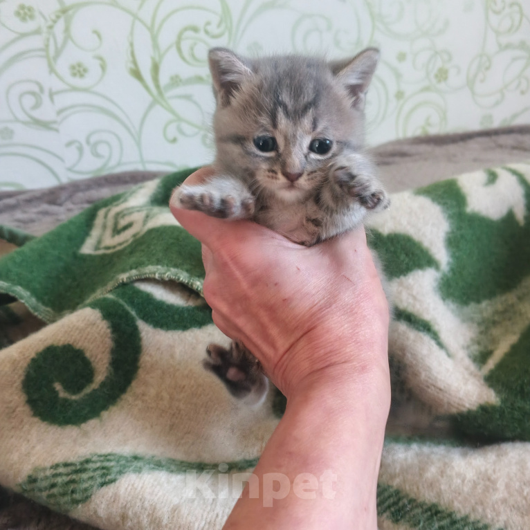 Кошки в Новосибирске: Отдам котят в добрые руки Разнополые, Бесплатно - фото 4