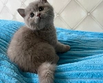 Кошки в Москве: Котенок британский лиловый Мальчик, 50 000 руб. - фото 2