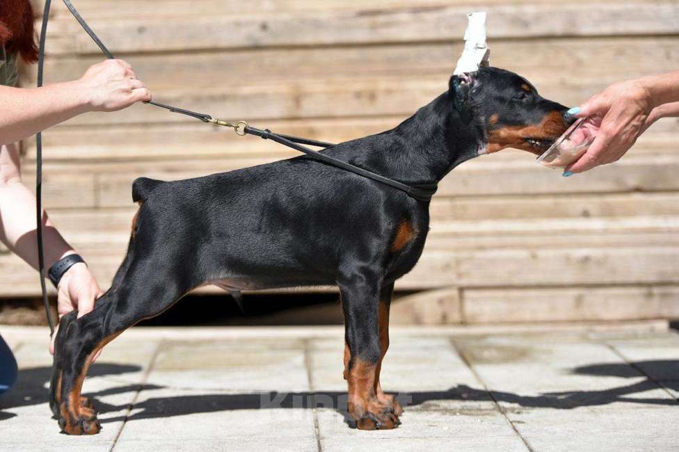 Собаки в Голицыно: Щенки добермана Мальчик, 100 000 руб. - фото 7
