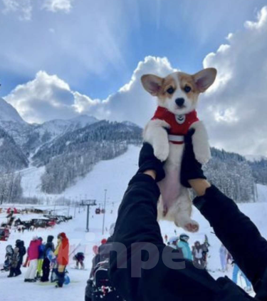 Собаки в Ростове-на-Дону: Вельш корги Пемброк щенки РКФ Мальчик, 50 000 руб. - фото 6