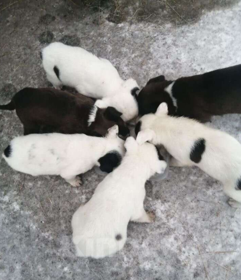 Собаки в Абакане: Щенки ждут своих хозяев Мальчик, Бесплатно - фото 1