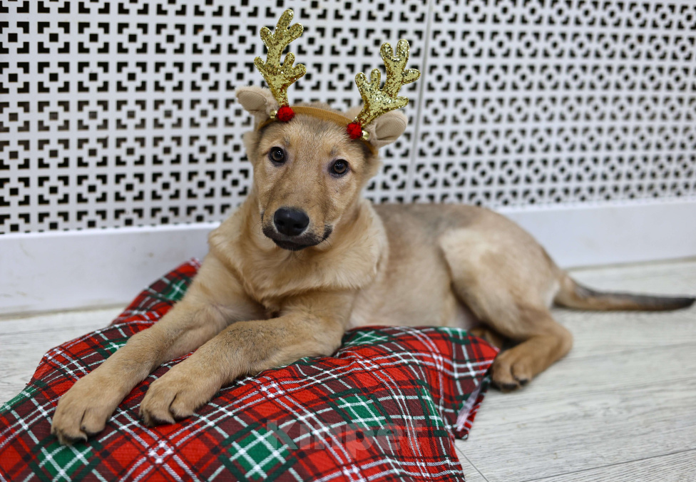 Собаки в Москве: Щенки бесплатно в Москве Девочка, Бесплатно - фото 1