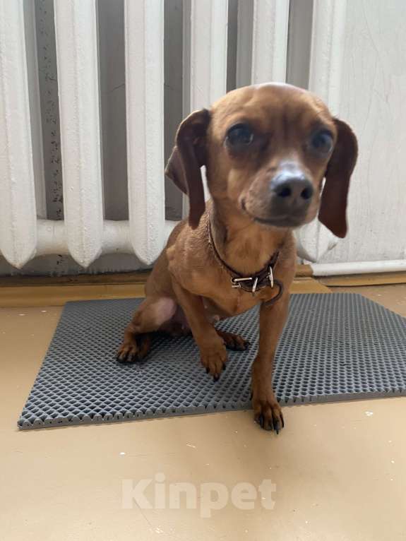 Собаки в Агидели: Шоколадка нуждается в хороших руках. Смесь тойтерьер и такса Девочка, Бесплатно - фото 3