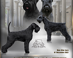 Собаки в Москве: Великолепные щенки Ризеншнауцеров Девочка, 80 000 руб. - фото 10