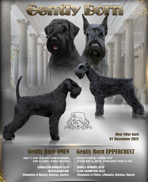 Собаки в Москве: Великолепные щенки Ризеншнауцеров Девочка, 80 000 руб. - фото 10