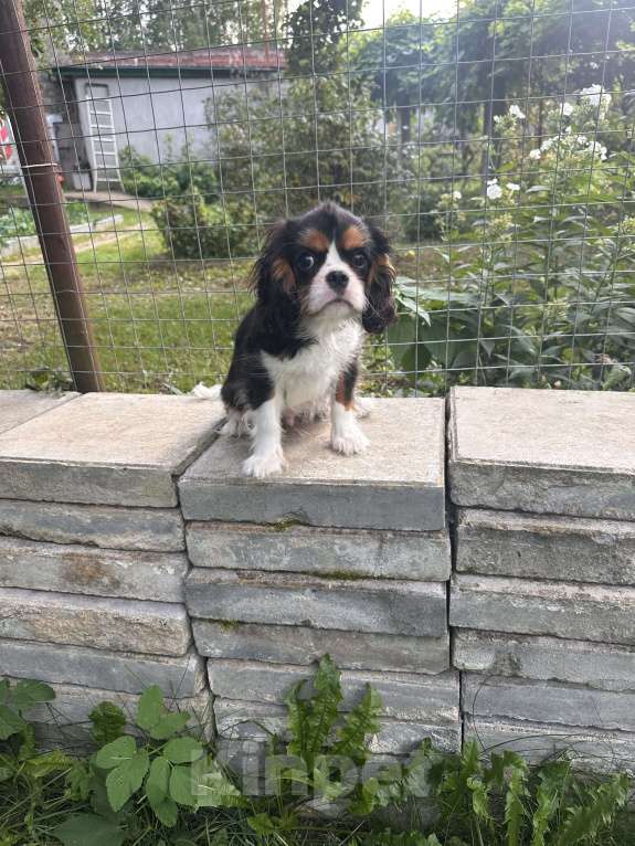 Собаки в Москве: Очаровательный триколорный мальчик кавалер кинг чарльз спаниеля  Мальчик, Бесплатно - фото 8