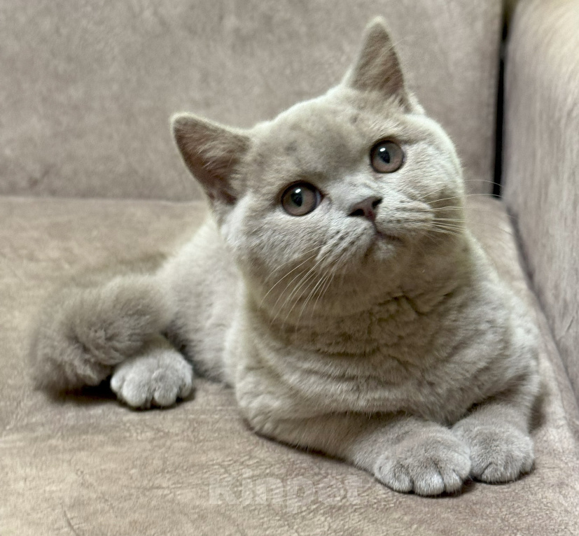 Кошки в Красноярске: Питомник британских котят Девочка, 30 000 руб. - фото 2