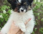 Собаки в Перми: Бишенели Орешек Крепкий  Мальчик, 70 000 руб. - фото 1