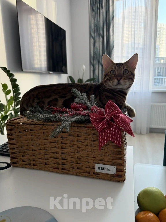 Кошки в Екатеринбурге: GRACE EKT"S  RICHARD - бенгальский кот в разведение! Мальчик, Бесплатно - фото 6