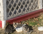 Кошки в Уфе: Котята в добрые  руки Девочка, Бесплатно - фото 1