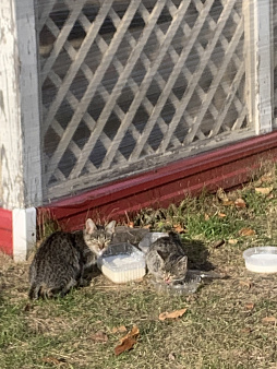 Котята в добрые  руки