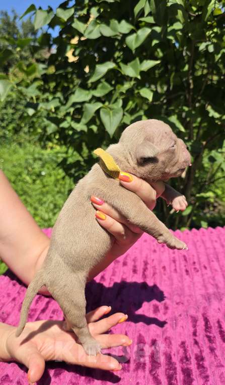 Собаки в Москве: Амбулли лилового окраса девочки Девочка, 100 000 руб. - фото 2