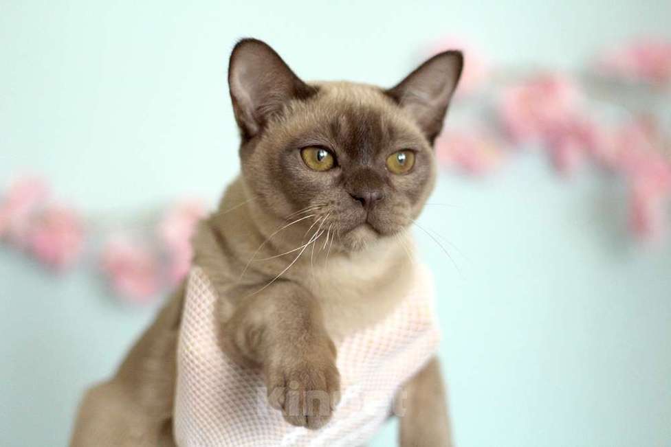 Кошки в Москве: Бурма - котята из питомника Разнополые, 90 000 руб. - фото 1