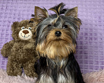 Собаки в Москве: Йоркширский терьер щенок мальчик Мальчик, 55 000 руб. - фото 2