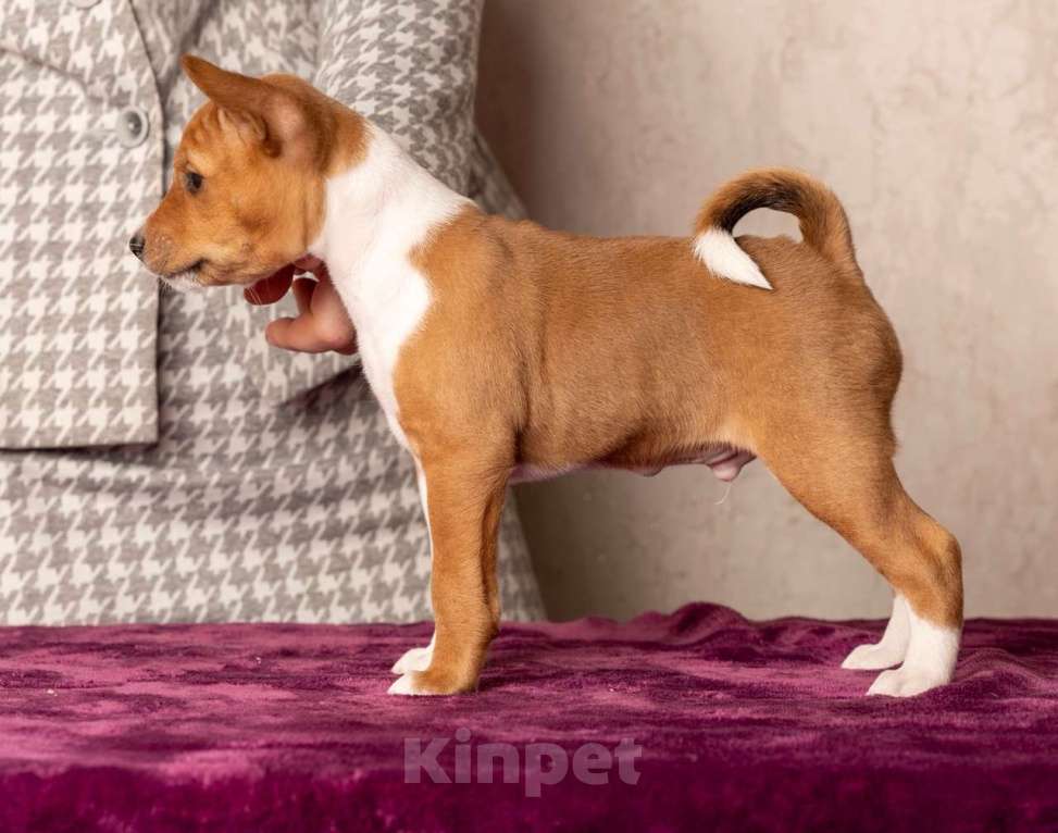 Собаки в Санкт-Петербурге: Щенок басенджи Мальчик, Бесплатно - фото 5